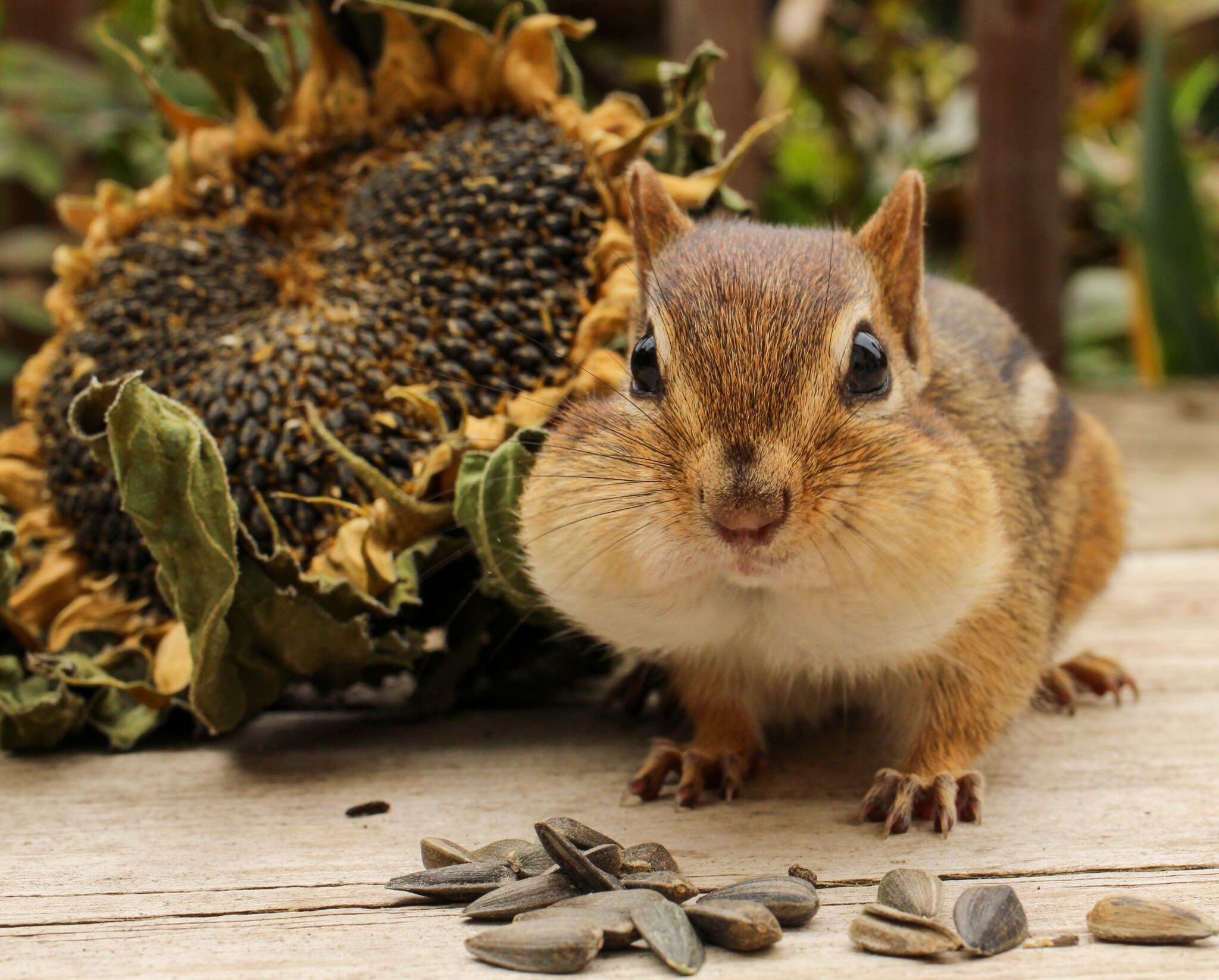 Online Nature Journaling for the Classroom