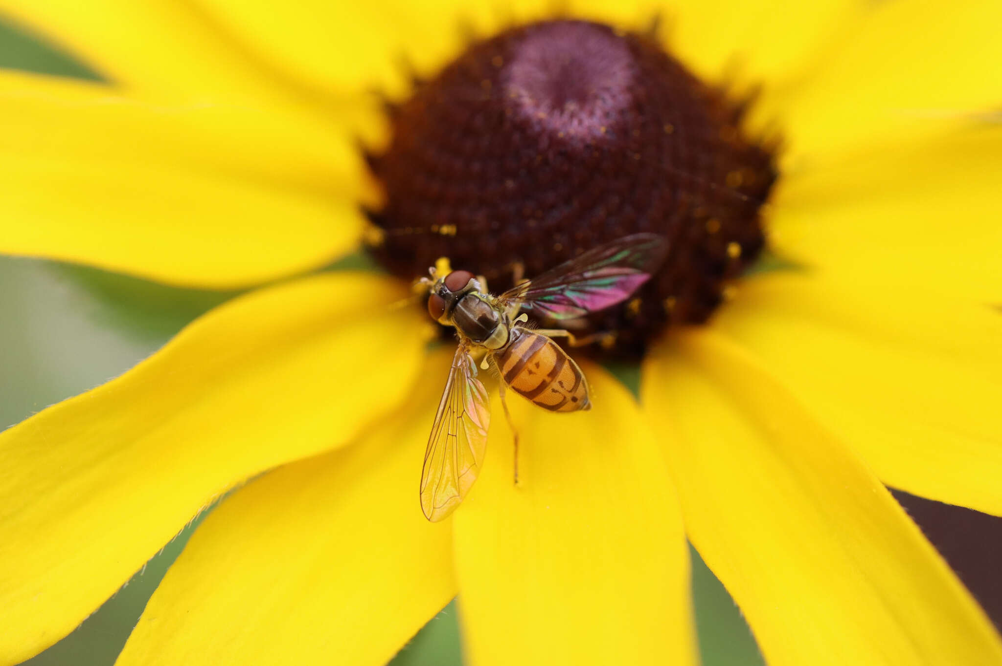 Garden Insect Allies