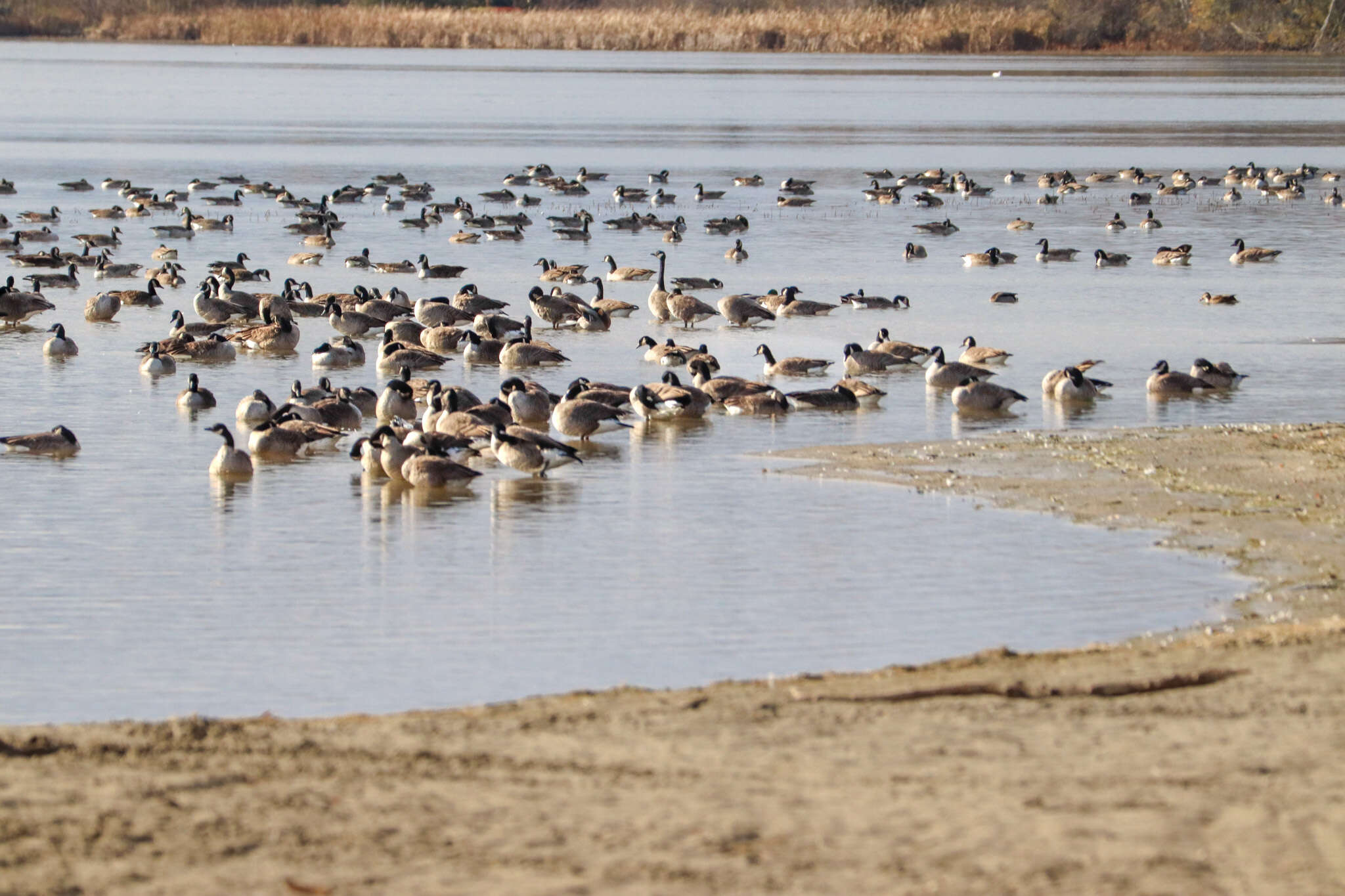 Fall: Migrators at the Lake
