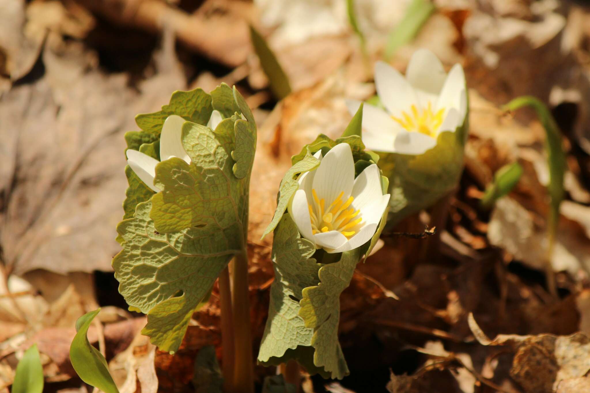 Spring (Mar - May)