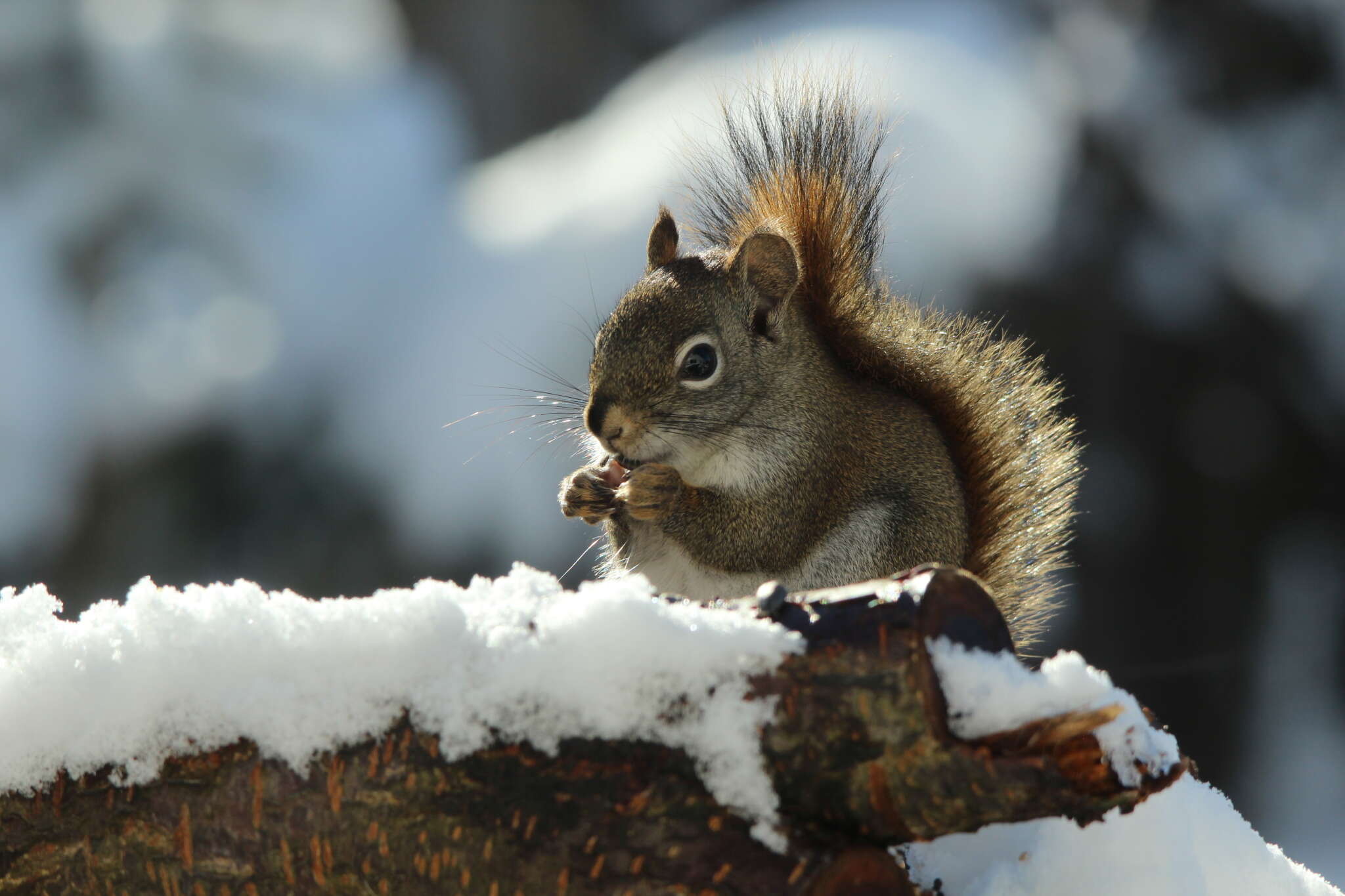 Animal Behaviours