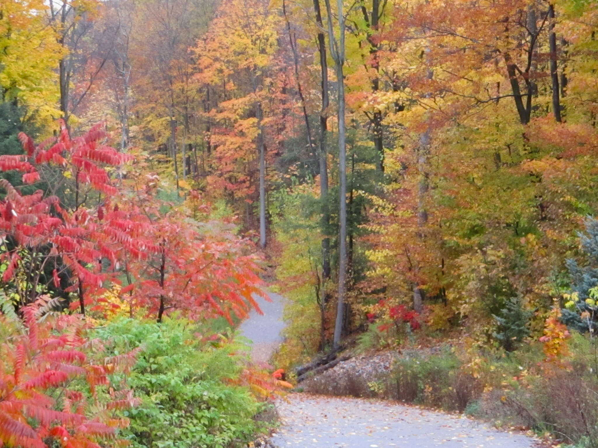 Fall (Sept - Nov)
