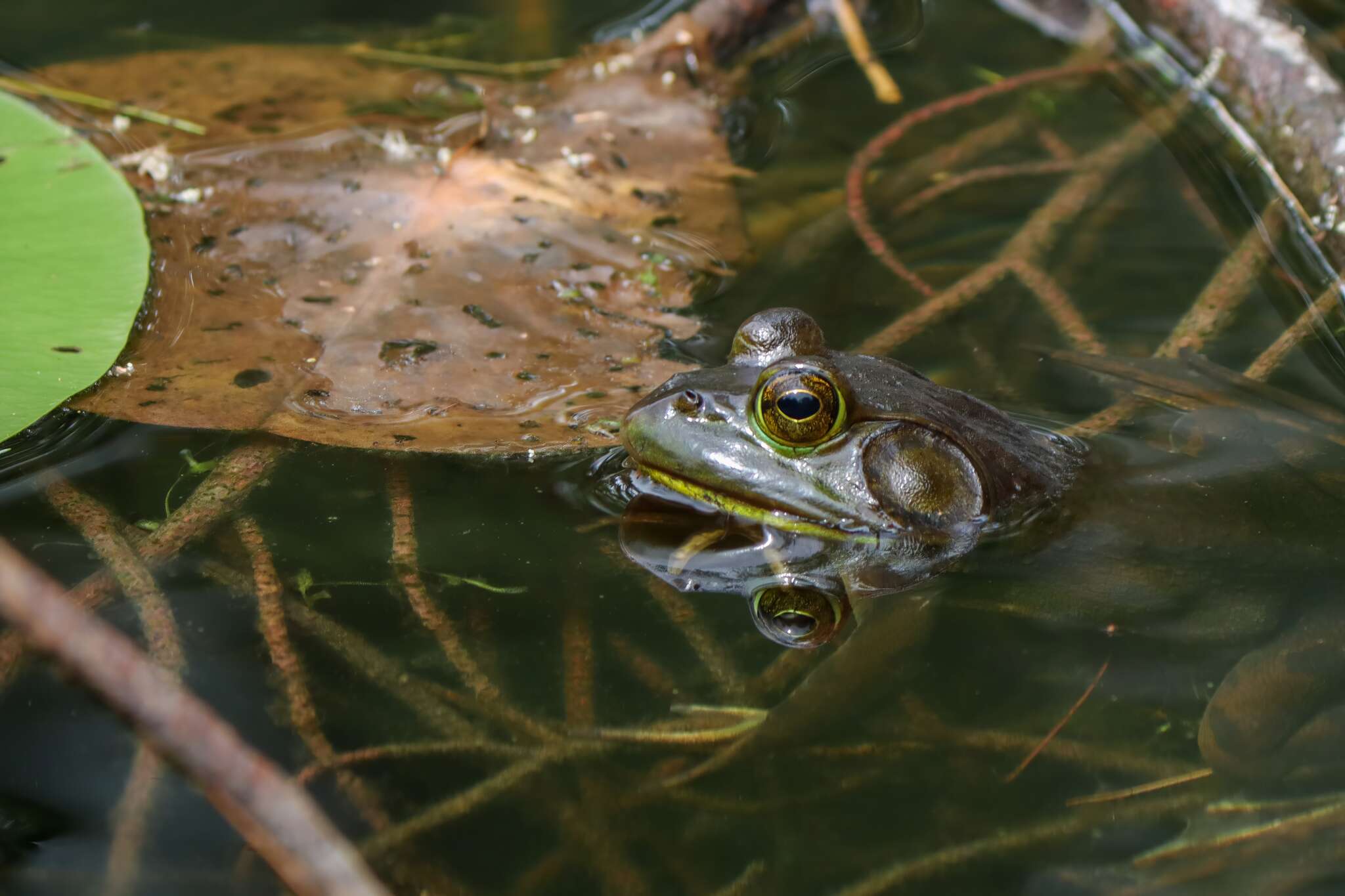 Out from Hibernation, Reptiles & Amphibians!