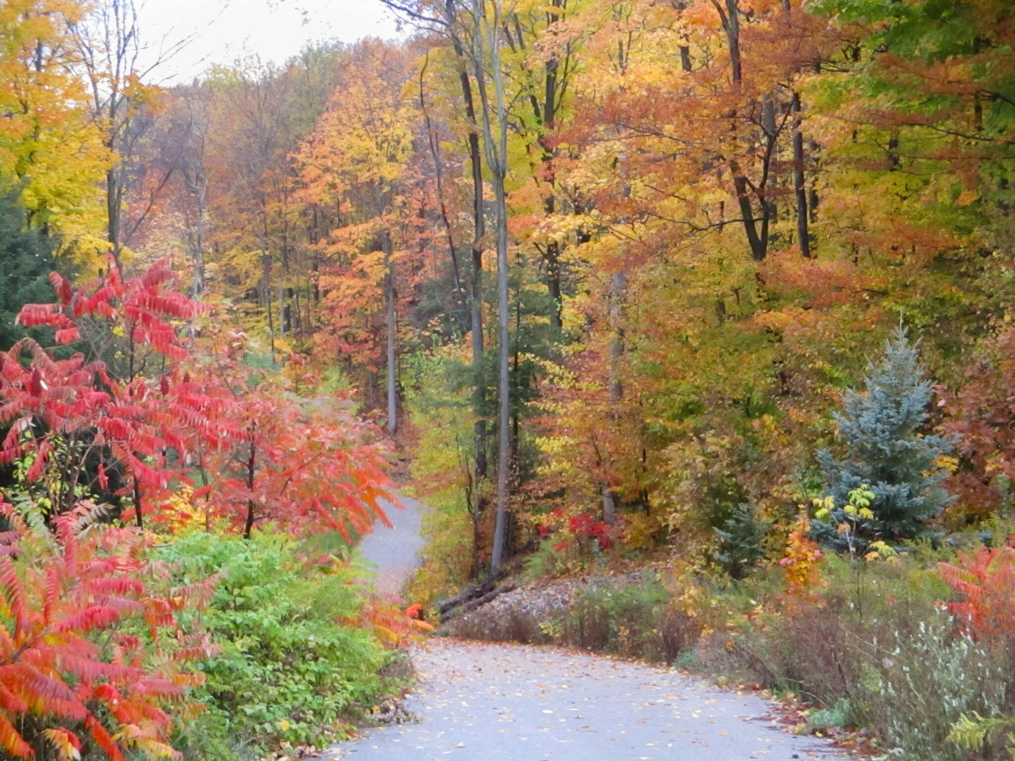 Fantastic Fall Forest