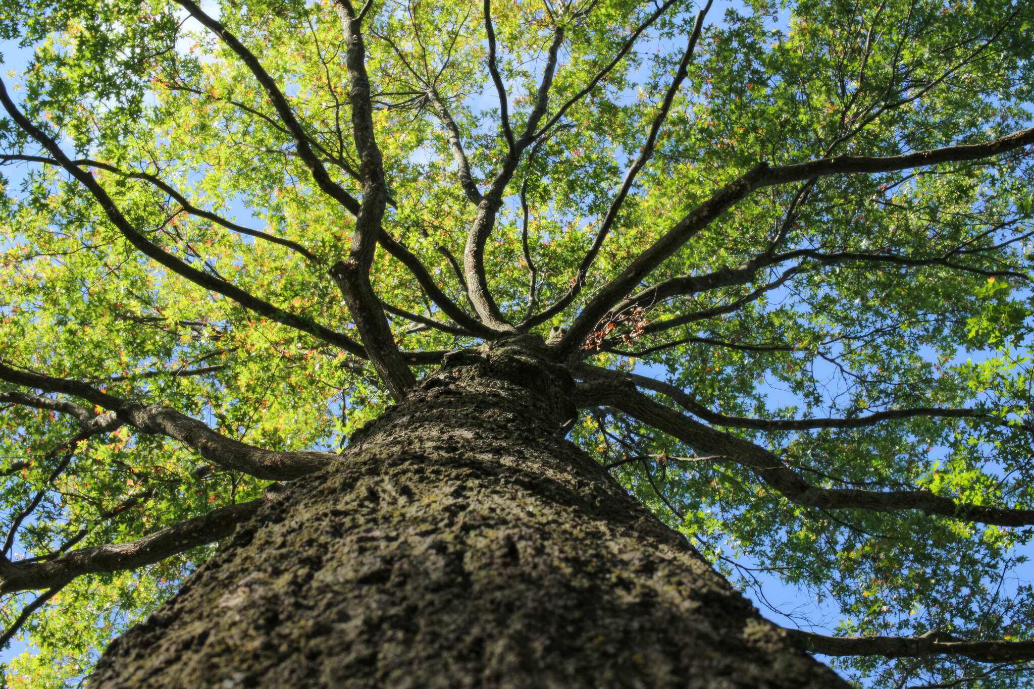 Thank Goodness for Deciduous Trees!