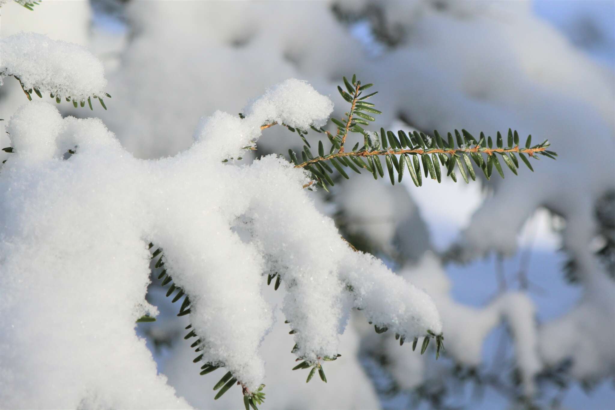 Captivating Conifers
