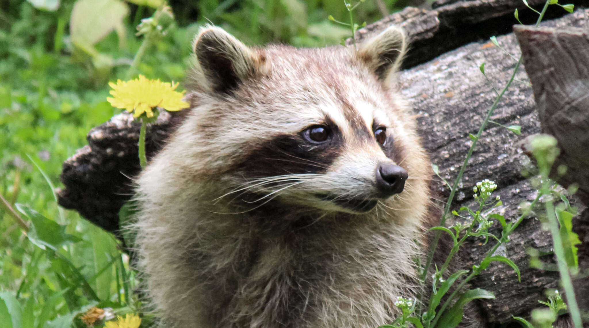 Online Nature Journaling for Libraries & Community Groups