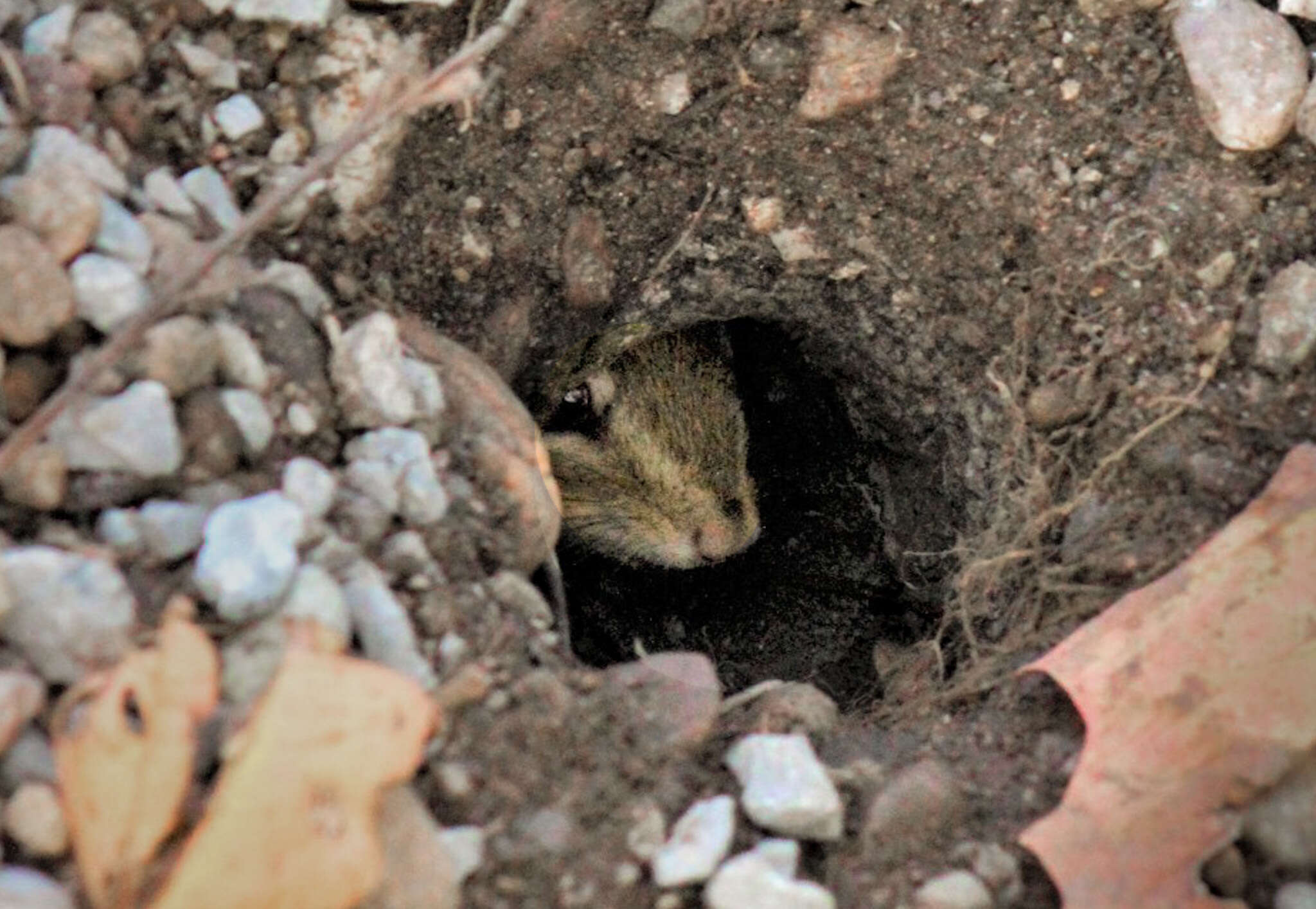 Out from Hibernation, Mammals & Insects!