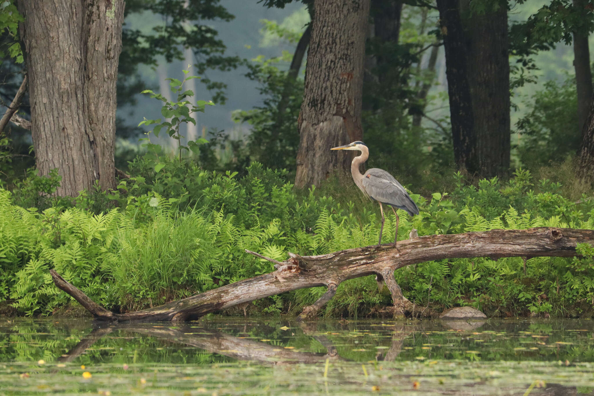 Spring at the Pond